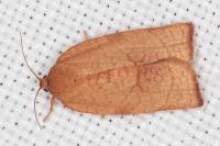 Cacoecimorpha pronubana