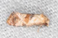 Neocochylis millierana