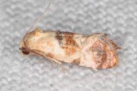 Neocochylis millierana