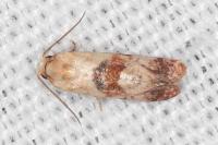 Neocochylis millierana