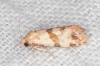 Phalonidia contractana