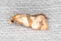 Phalonidia contractana