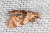 Phalonidia manniana/udana