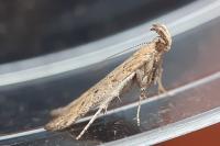 Metzneria