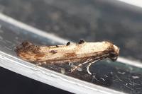 Epermenia aequidentella