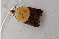 Acleris variegana