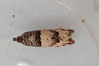 Notocelia incarnatana