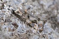 Lobesia botrana