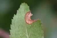Stigmella plagicolella