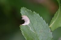 Stigmella plagicolella