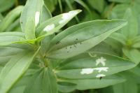 Coleophora saponariella