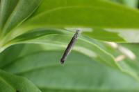 Coleophora saponariella