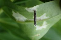 Coleophora saponariella