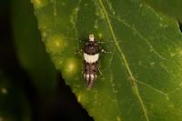 Recurvaria leucatella