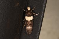 Recurvaria leucatella