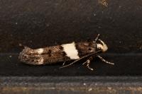 Recurvaria leucatella