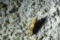 Eucosma conterminana