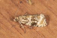 Celypha lacunana