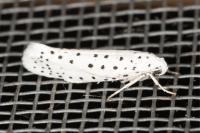 Yponomeuta