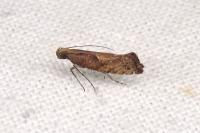 Acrolepiopsis vesperella