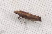 Acrolepiopsis vesperella