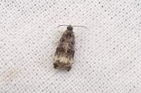 Endothenia