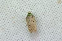 Hofmannophila pseudospretella