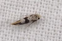 Infurcitinea atrifasciella