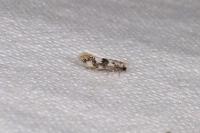 Infurcitinea atrifasciella