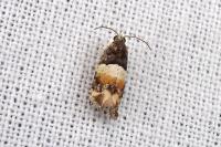 Lobesia bicinctana