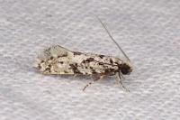 Nemapogon agenjoi