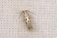 Nemapogon agenjoi