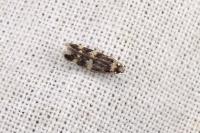 Oegoconia