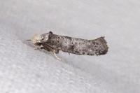 Paraswammerdamia nebulella