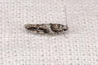Recurvaria nanella