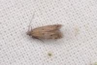 Stomopteryx