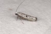 Yponomeuta plumbella
