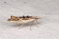 Ypsolopha scabrella