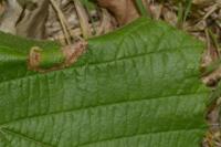 Phyllonorycter nicellii