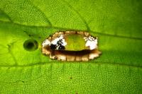 Phyllonorycter nicellii