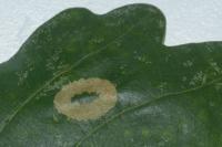 Phyllonorycter quercifoliella