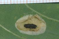 Phyllonorycter quercifoliella