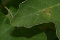 Stigmella aceris