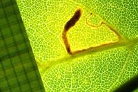 Stigmella aceris