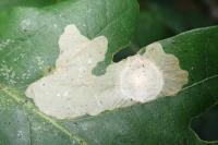 Tischeria ekebladella