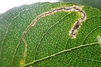 Stigmella salicis