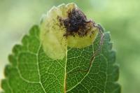 Stigmella plagicolella