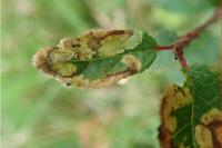 Lyonetia prunifoliella