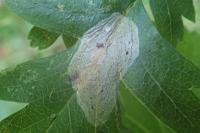 Phyllonorycter corylifoliella
