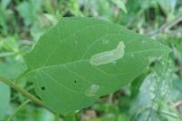 Acrolepia autumnitella